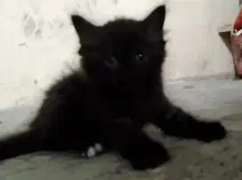 Kitten Persia Putih Hitam Jantan