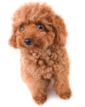 Red Toy Poodle Jantan Red Usia 1thn Non Stb