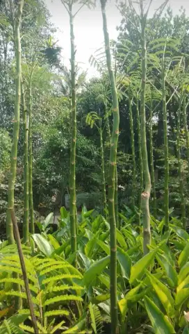 Menjual pohon solobium
