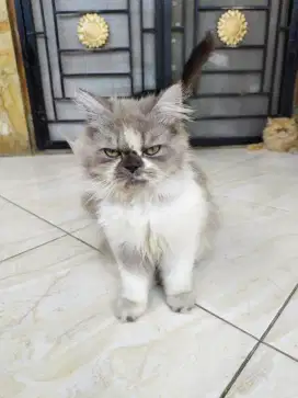 Kucing persia Flat Jantan usia 8 Bulan