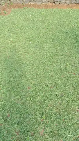 Menjual macam macam jenis Rumput