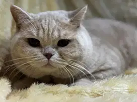 Kucing British Shorthair BSH Jantan Cream