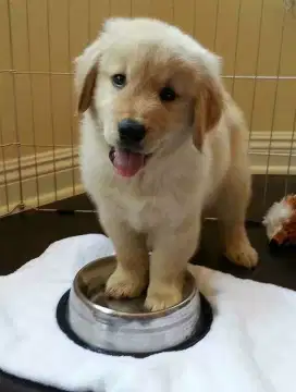 DIJUAL ANJING GOLDEN RETRIEVER