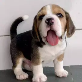 DIJUAL ANJING BEAGLE