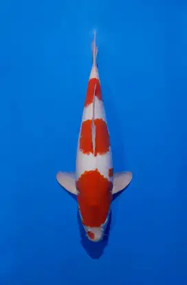 Koi Kohaku HQ 3 Step 45cm