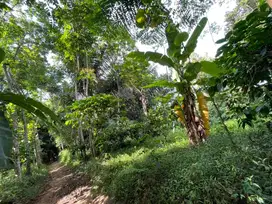 Tanah Kebun di Perbatasan Boja-Mijen