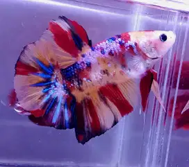 ikan cupang giant multicolor