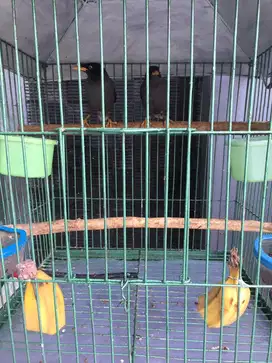 Kandang burung jlak