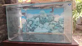 Aquarium Akuarium Kaca ukuran besar 100x50x60 cm, Tebal kaca 5mm