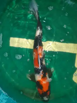 Ikan koi Showa 48cm Male