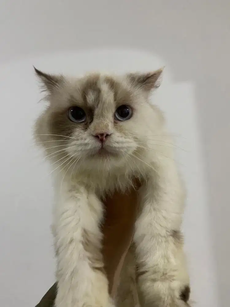 Kucing Himalaya Ragdoll Betina Proven