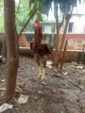 Ayam bangkok pakhoy