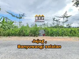 Dijual Sawah tanaman Buah Naga di Jajag Banyuwangi