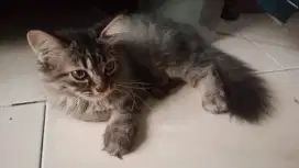 Kucing anggora jantan usia 2 bulan