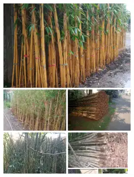 jual bambu panda tanaman hias