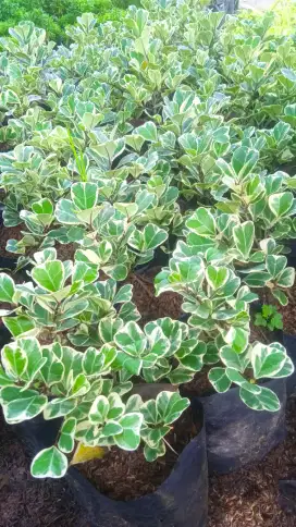 Pohon beringin vikus tingg 20.30 cm