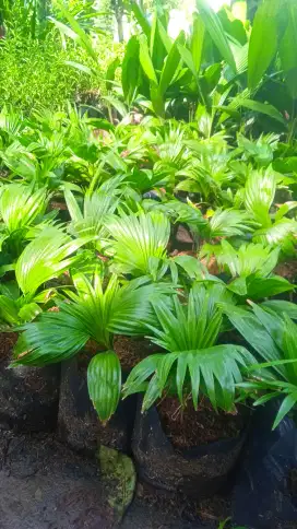Pohon bibit cenensis