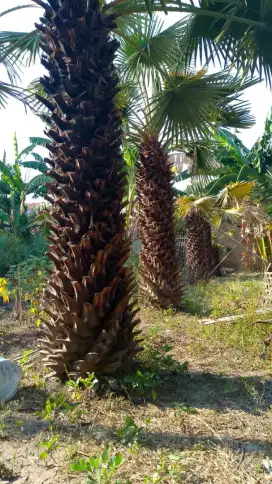 Pohon palem bajul tinggi 150cm batang keras