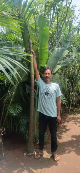 Pohon palem putri tinggi 3 meter daun...