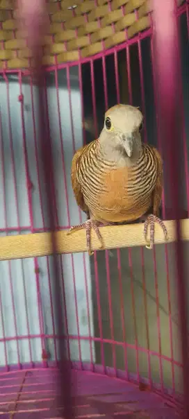 Burung Perkutut Lurah Kalung Kemben