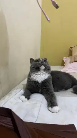 KUCING PURE BSH NON PED
