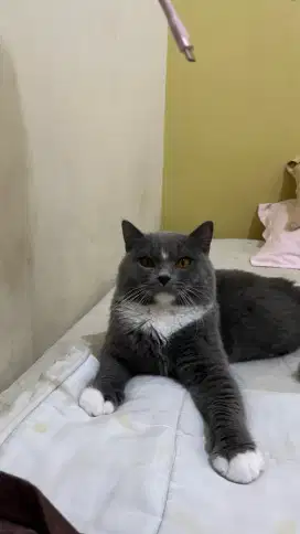 KUCING PURE BSH NON PED