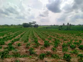 Tanah Luas Lampung Buat Perkebunan