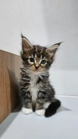 Kitten Mainecoon