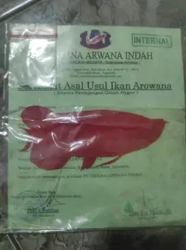 Sertifikat Arwana Red Banjar