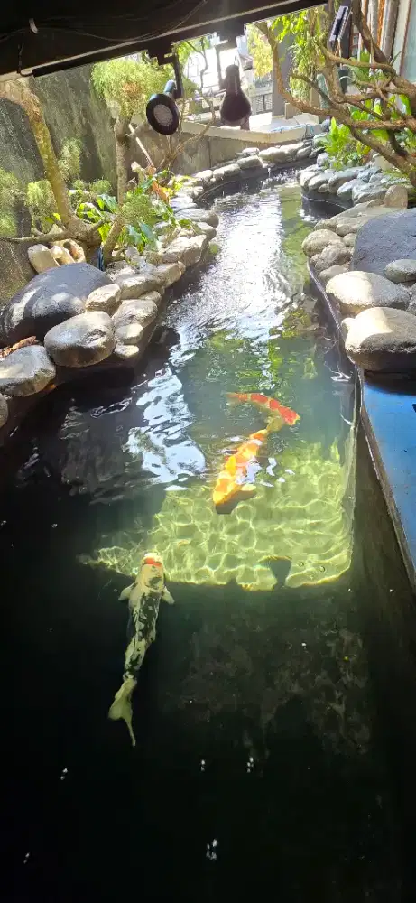 Jasa Pembuatan Kolam Koi Bandung & Taman Jepang