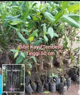 Bibit Kayu Tembesu Tinggi 50 cm