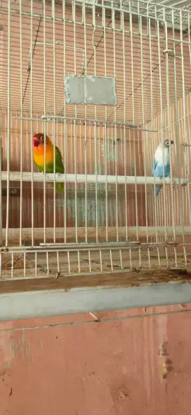 Burung Lovebird