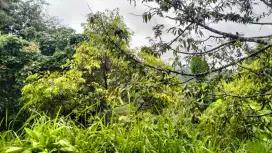 Dijual kebun pohon duren Nagrak Sukabumi