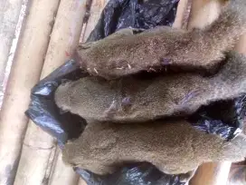 Daging untuk pengobatan