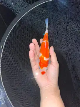 ikan koi jenis kohaku