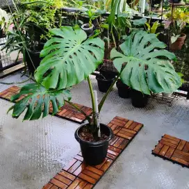 Tanaman Monstera deliciosa