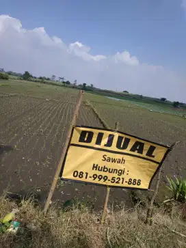 Jual cepat tanah Sawah produktif Singosari