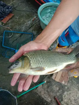 IKAN EMAS HITAM/ TOMBRO SEGAR/ BEKU SUDAH DIBERSIHKAN