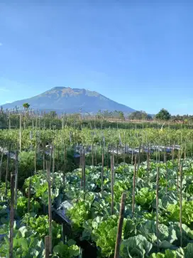 Tanah wisata telomoyo