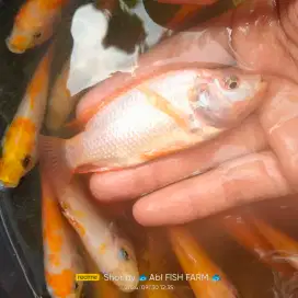 Bibit ikan  nila merah bangkok/monosex