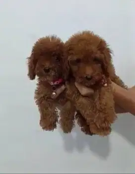 Dijual puppies red toy poodle