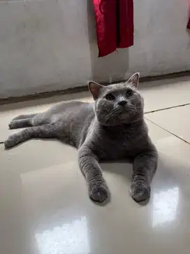 British Shorthair Scottish Fold Blue Solid (Jantan)