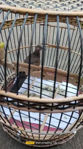 Burung tekukur JANTAN gacor kuk 6