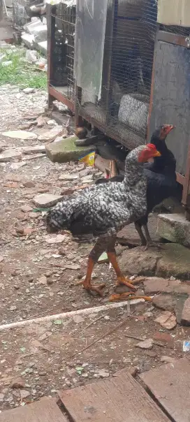 Sepasang Ayam Birma Jali