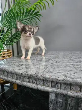 For sale 1 anakan chihuahua betina mungil dan cantik