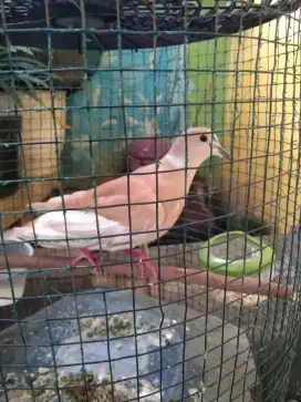 Burung puter arab / turki