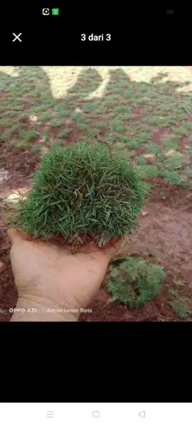 Tukang rumput jepang