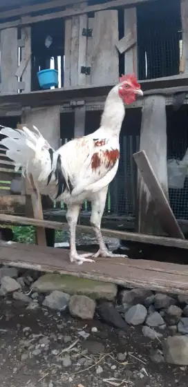 Ayam pelung body jumbo