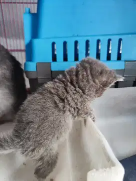 Bsh blue solid betina 3,5 bln garansi 100% no mix parent ada
