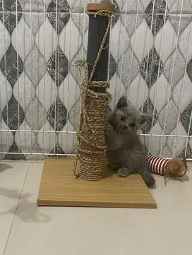 Kitten british shorthair jantan BSH non ped keturrunan ped import